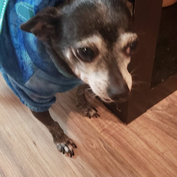 The Pepe' Animal Foundation !!!! 8/21 - Picture 7 of 16